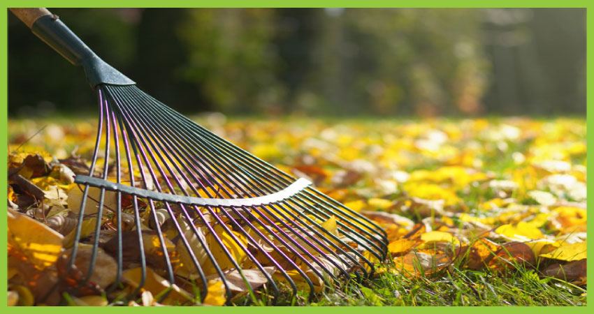 raking fall leaves 4