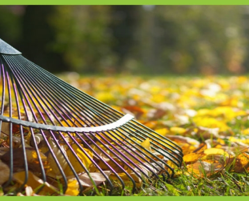 raking fall leaves 5